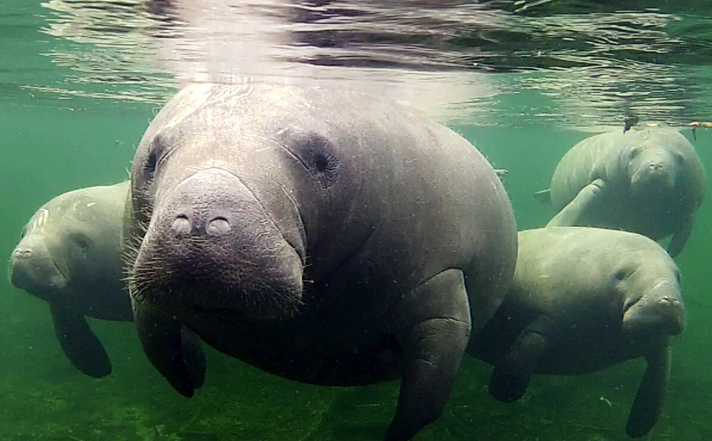 Scientists, public support keeping manatees’ endangered status The