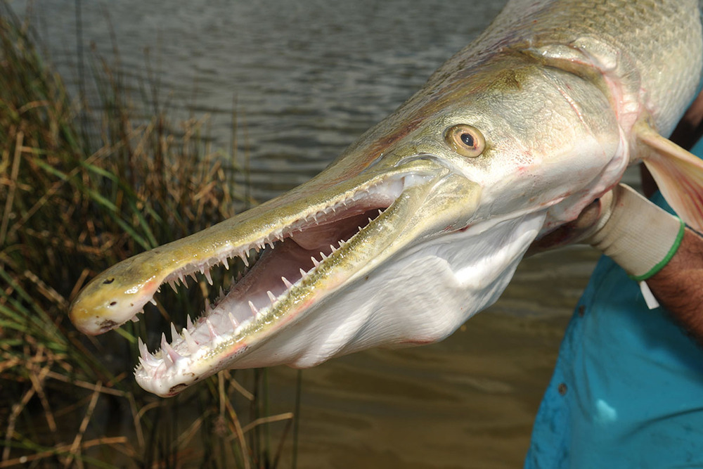 Trinity River Alligator Gar Harvest Authorization Drawing Opens Sept. 1