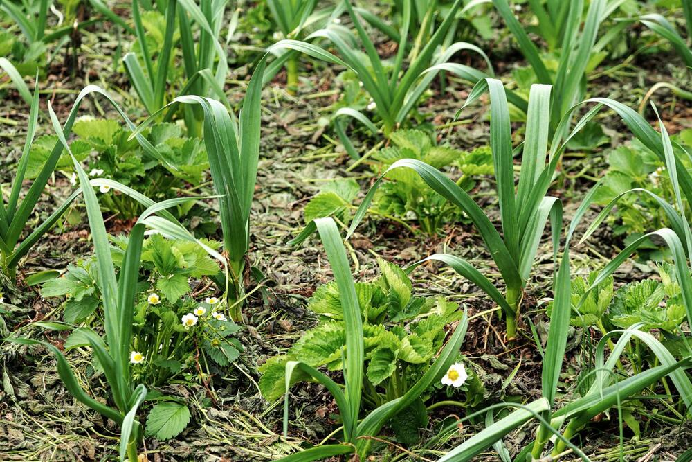 Strawberry Companion Plants